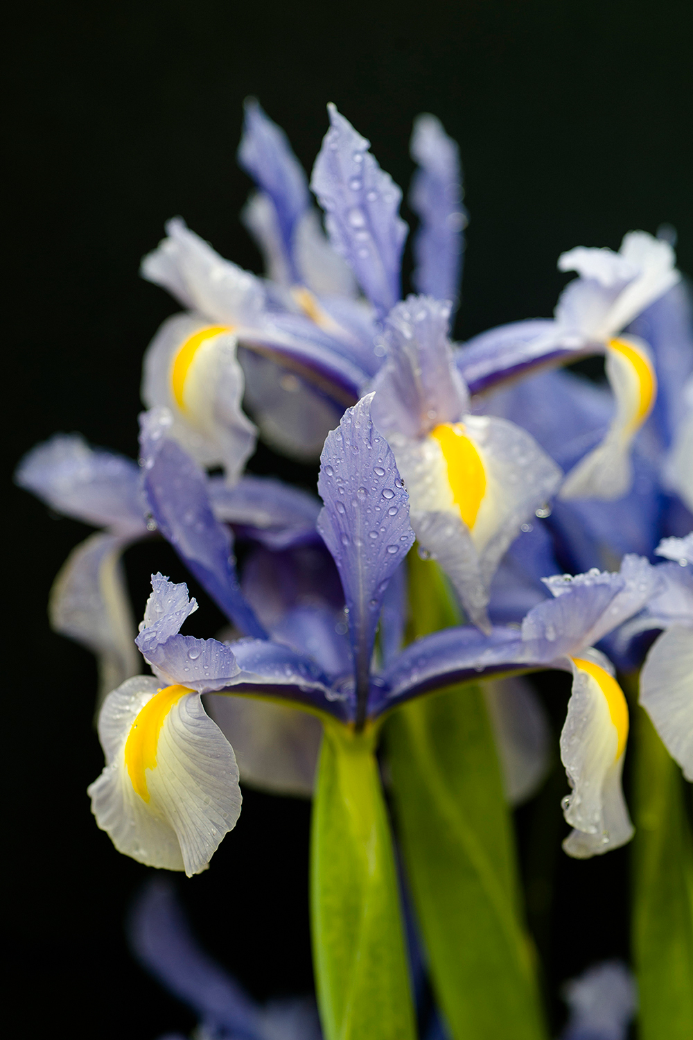 Leica Apo-Macro-Elmarit-R 100mm f2.8  / Leica Vario-Apo-Elmarit-R 70-180mm f2.8