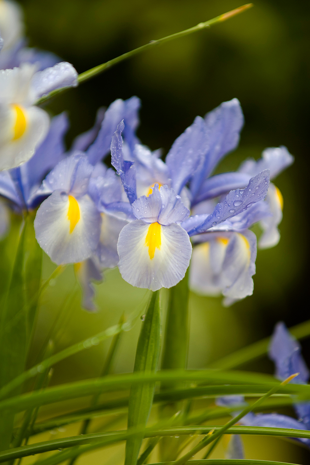 Leica Apo-Macro-Elmarit-R 100mm f2.8  / Leica Vario-Apo-Elmarit-R 70-180mm f2.8