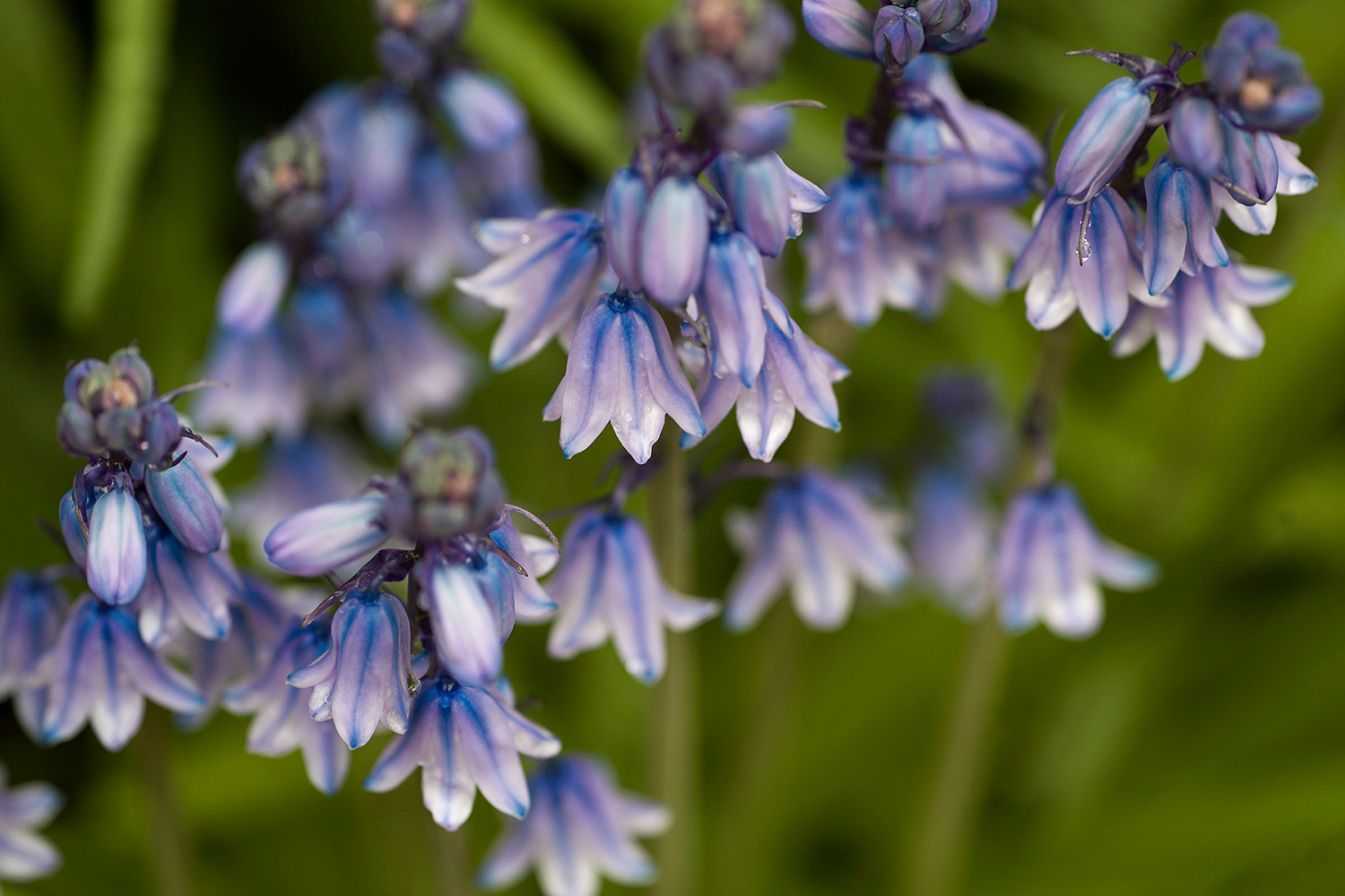 Leica Apo-Macro-Elmarit-R 100mm f2.8  / Leica Vario-Apo-Elmarit-R 70-180mm f2.8