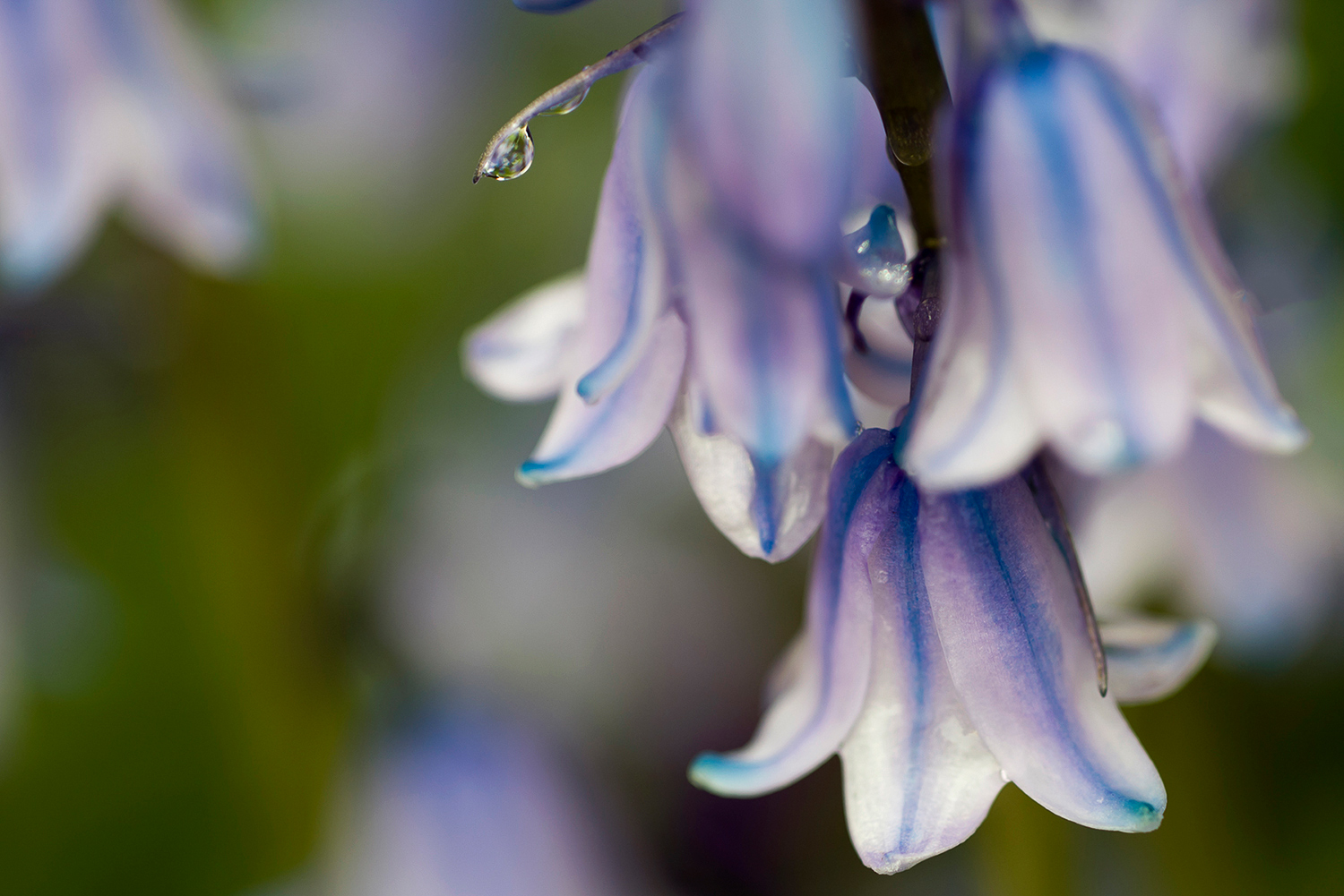 Leica Apo-Macro-Elmarit-R 100mm f2.8  / Leica Vario-Apo-Elmarit-R 70-180mm f2.8