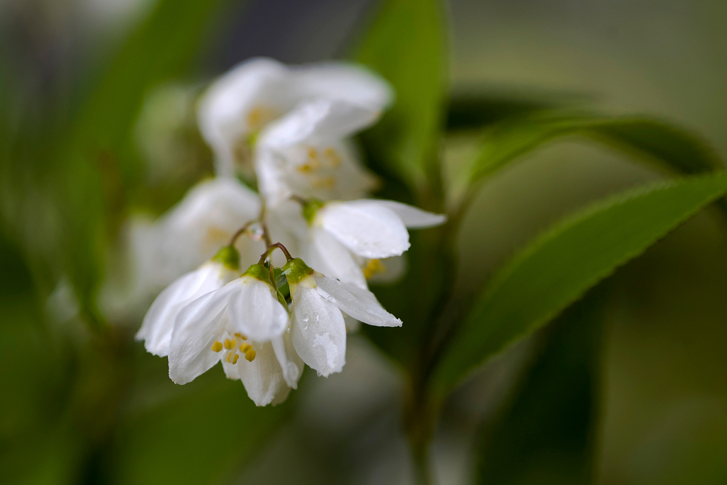 Leica Apo-Macro-Elmarit-R 100mm f2.8  / Leica Vario-Apo-Elmarit-R 70-180mm f2.8