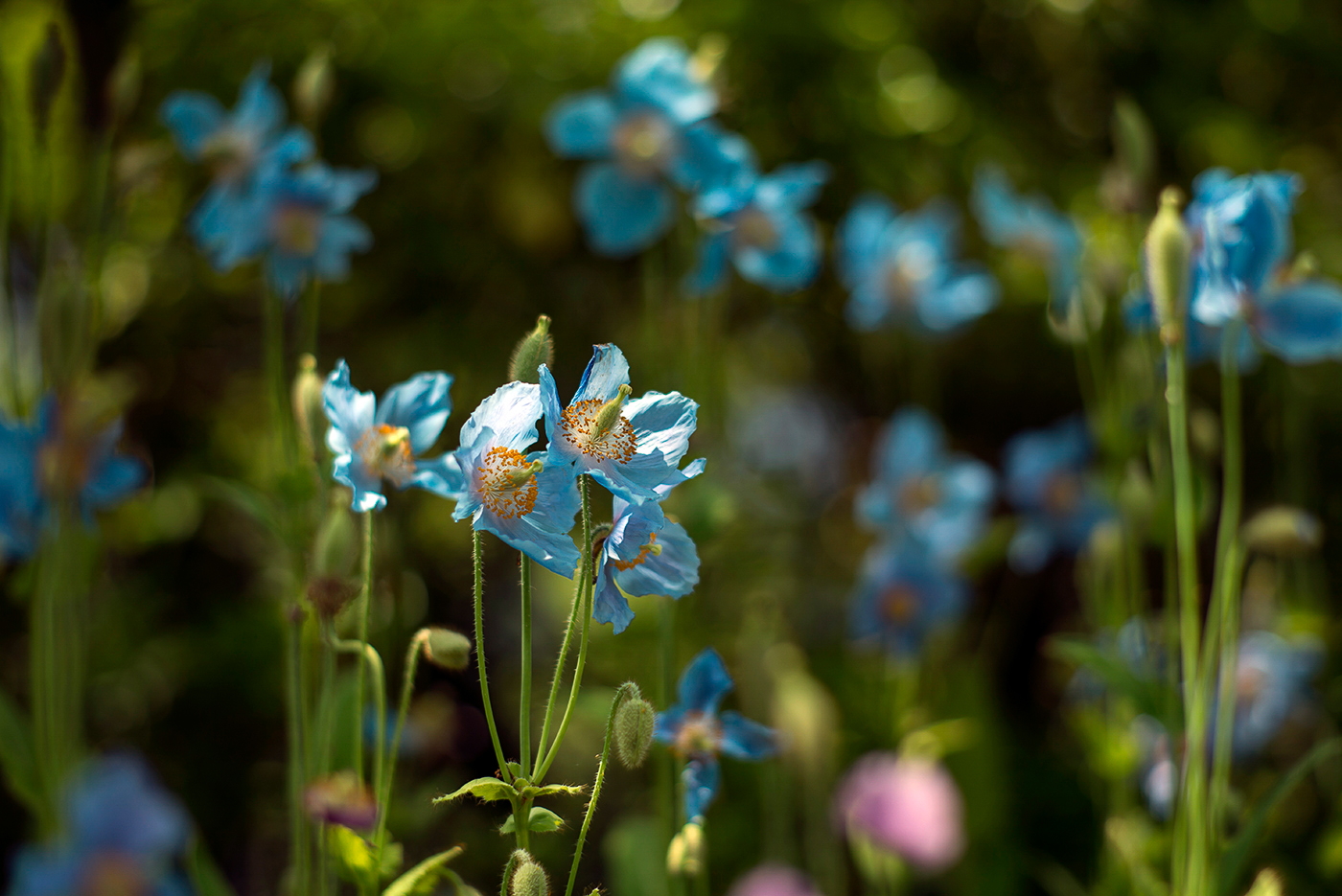  Leica Elmarit-R 19mm/f2.8 (Type II) / Summilux-R 50mm f1.4 / Summilux-R 80mm f1.4 