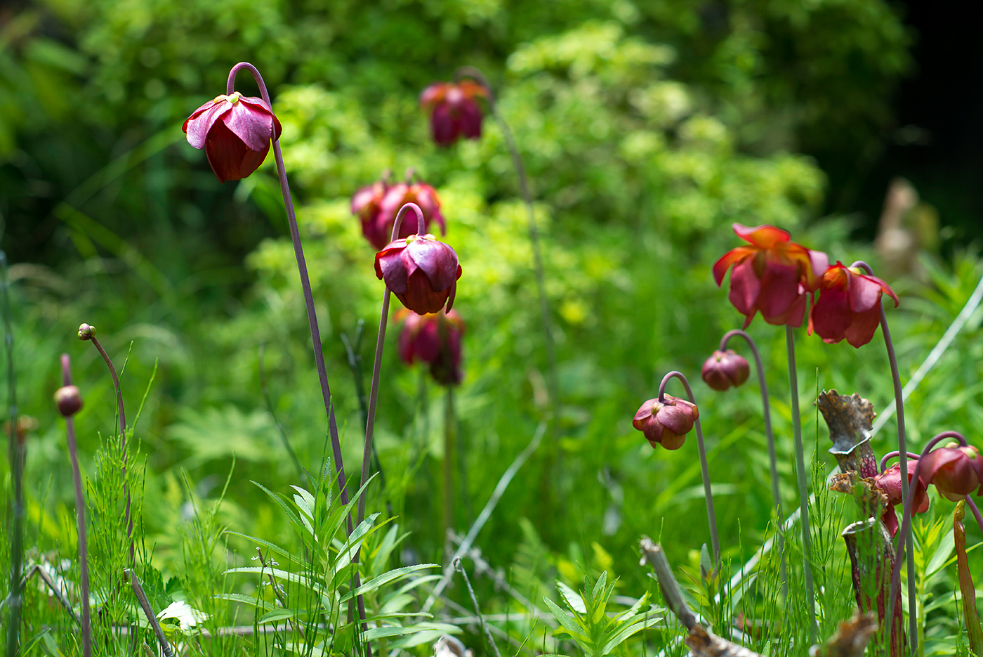  Leica Elmarit-R 19mm/f2.8 (Type II) / Summilux-R 50mm f1.4 / Summilux-R 80mm f1.4 